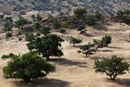 Arganbäume in der Sahara