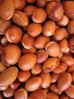 Vollreife Arganfrüchte