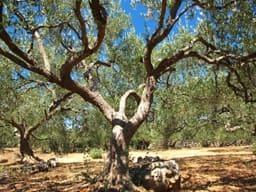 Biologisch bewirtschafteter Olivenhain